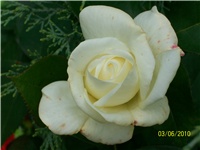 c82cf579-Picture 590.jpg